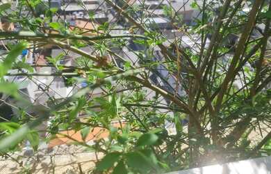 Imagem 7: Apartamento com 3 dormitórios para alugar, 62 m² por R$ 2.500/mês - Vila Santa Catarina