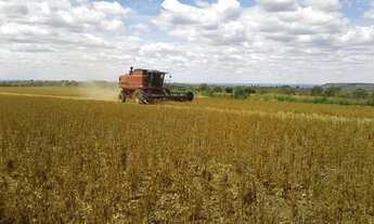 Imagem 6: FAZENDA PRODUTIVA COM 472HECTARES, HA 55KM DE UNAI!!
