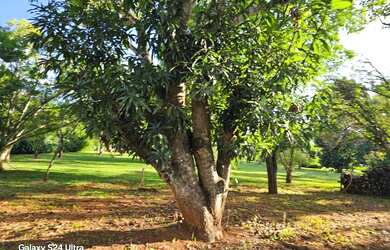 Imagem 4: CHÁCARA 23 mil m2 ESCRITURADA DF