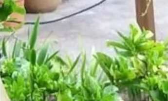 Imagem 6: Pousada com 6 dormitórios à venda, 360 m² por R$ 2.000.000,00 - Praia do Rosa. - Imbituba