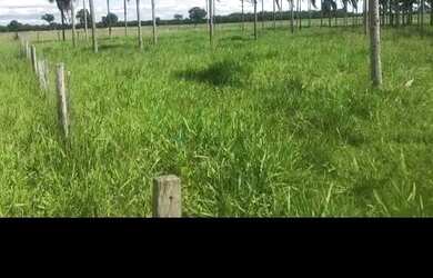 Imagem 3: SITIO 60 HECTARES 13 KM DE PORTO ESPERIDIÃO-MT