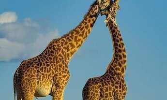 Imagem 4: Terreno à venda no bairro Campina Verde