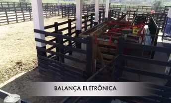 Imagem 2: Fazenda Completa com Vacas, Touros, Tratores. Tem 2565200m² (106 Alqueires) - Caçapava