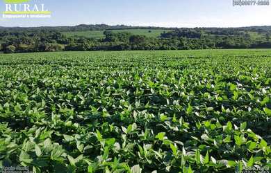 Imagem 2: Fazenda de soja a 70 km de Goinia-Go