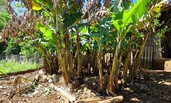 Imagem 4: Chácara Frente Asfalto 4.125 m2 em Travessão - Dois Irmãos - RS