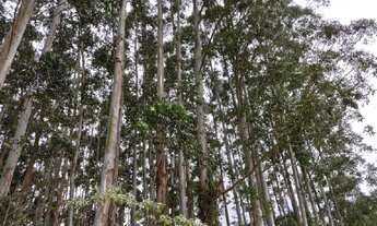 Imagem: L33- Barbada do ano !!!!!Excelente Terreno