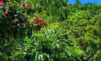 Imagem 4: Oportunidade Terreno a venda no Condomínio Costão do Golf