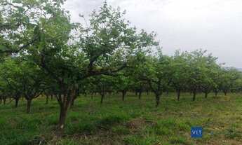 Imagem: Sítio com 4 dormitórios à venda, 411400