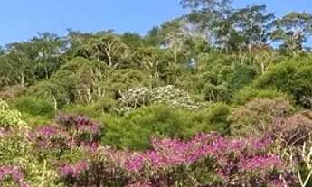 Imagem 4: Sitio Cachoeira Veu de Noiva 36.000m2