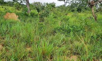 Imagem 5: Fazenda 158 hectares valor 1.120.000