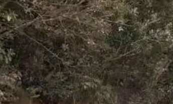 Imagem 4: AREA - CENTRO (CANGUERA) - SP