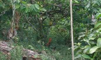 Imagem 6: Vendo uma fazenda de 80mil e ainda tem conversa