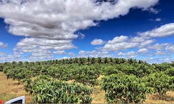 Imagem 4: Fazenda produtiva de Manga e Côco