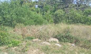 Imagem 3: 2 terrenos juntos frente leste