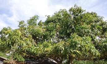 Imagem 3: Fazenda porteira fechada Formosa Goiás Beserra