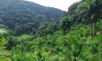 Imagem: Sítio 10 Alqueires Produção Pupunha