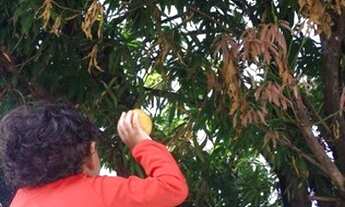 Imagem 6: Casa Salinas PA - Costa do Sal Aluguel por temporada