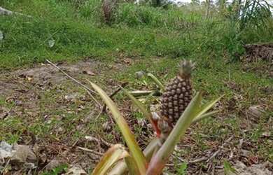 Imagem 4: SITIO RESIDENCIAL em Mata de São João - BA, Núcleo JK
