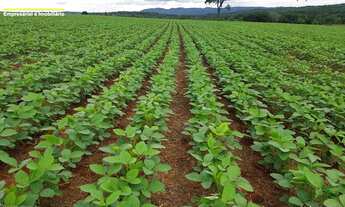 Imagem: Fazenda de soja a 70 km de Goinia-Go