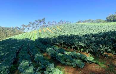 Imagem 4: Grande oportunidade de Sítio em Ibiúna!