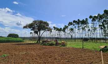 Imagem 5: Chácara em Uberlândia, 6 Hectares, próximo ao Radar de 80km sentido o Prata/MG