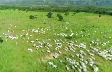 Imagem 2: Fazenda para Venda em Posse, Posse, 6 dormitórios, 3 suítes, 4 banheiros