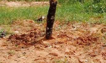 Imagem 3: Terreno em Monte gordo