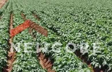 Imagem 2: Sítio em Rua Saldanha Marinho - Centro - Itapetininga/SP