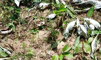 Imagem 2: Terreno com água