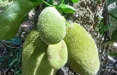 Imagem 5: Chácara dos Seus Sonhos à Venda - Jardim Torrão de Ouro São José dos Campos/SP