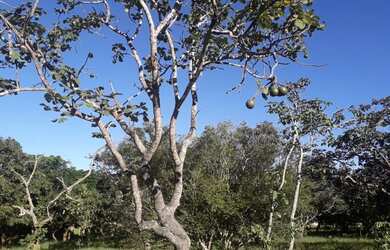 Imagem 4: Terreno/lote/chácara