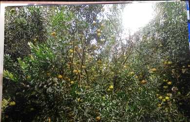 Imagem 4: Chácara em Rosário Oeste, Com 4 hectares, acesso ao rio Manso com tablado flutuante