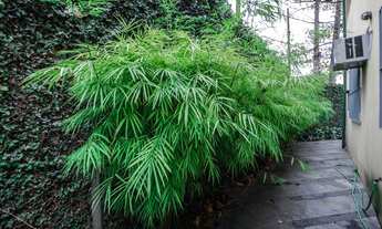 Imagem 5: Casa charmosa bem localizada com 180m² com 2 quartos em Alto de Pinheiros - São Paulo