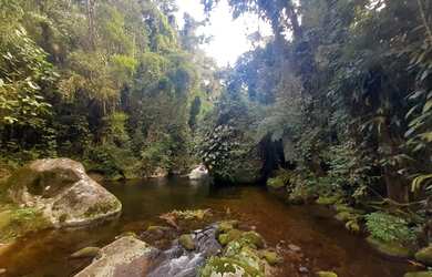 Imagem 7: VENDE-SE SITIO SÃO ROQUE PARATY RJ. COM 8.000 M²