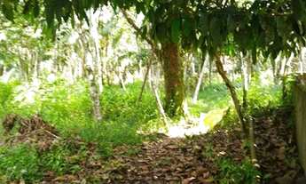 Imagem 6: Vendo Sítio em Marituba com quase 5 Hectares de terra, terreno todo documentado