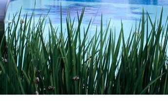 Imagem 7: Terrenos no Condomínio La Vie En Rose