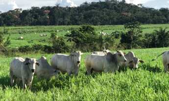 Imagem 4: Fazenda em Guaramirim /SC