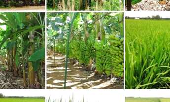 Imagem 3: Fazenda em Guaramirim /SC