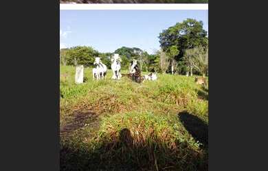 Imagem 3: Sítio a venda Chácara com venda por R$350.000