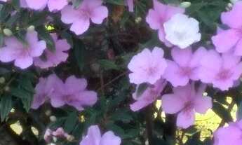 Imagem 7: Aluguel de chácara para pequenos eventos evangélicos