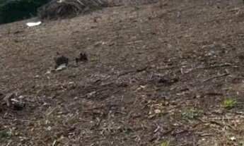 Imagem: Chácara plana a venda em Cajamar