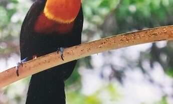 Imagem 7: Casa em Condomínio para Locação Temporada - Barra do Sahy , São Sebastião - 400m², 3 vaga