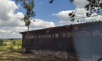 Imagem 2: Granja 100 mil frango, poço artesiano, casa boa, bom de água, piscina, 2 tanques de peixe