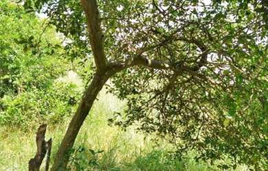 Imagem 7: Terra para Venda em Limeira, Bairro dos Pires
