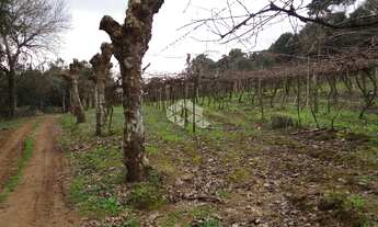 Imagem 2: VALE DOS VINHEDOS (BENTO GONçA - Chácara - Vale Dos Vinhedos