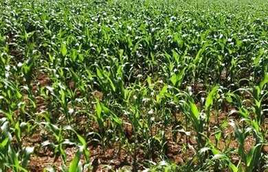 Imagem 2: Fazenda município de itaberai 25/5 alqueires