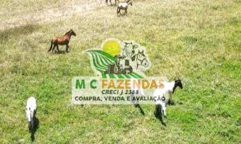 Imagem 4: Fazenda à Venda em Marcionilio Souza - Bahia | As Margens do Rio Paraguaçu