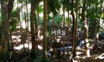 Imagem 7: Chácara com 3 dormitórios à venda, 15000 m² no bairro Galera - Canelinha/SC