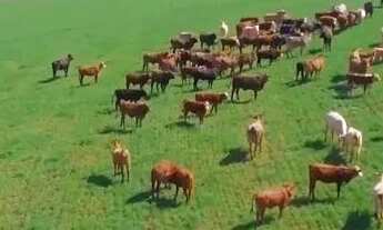 Imagem 2: Palmeira, 99 alqueires, 239 hectares - Dupla Aptidão