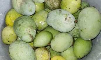 Imagem 2: Vendo chácara de 5.960 m² - Seu Refúgio de Paz e Natureza